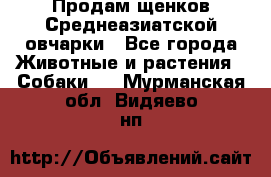 Продам щенков Среднеазиатской овчарки - Все города Животные и растения » Собаки   . Мурманская обл.,Видяево нп